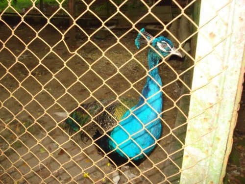 DSC03775_1